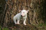 BULL TERRIER MINIATURE 295